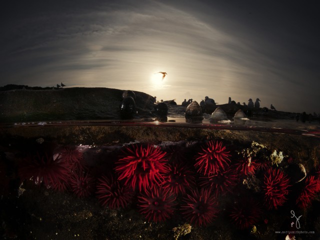 I had been shooting over/underwater images of these waratah anemones at Port Kembla, NSW for several weeks but couldn't quite coincide the required low tide with a complimentary sunrise. However, on this particular day there were a lot of silver gulls around and the hazy morning mist created a beautiful sun halo. I quickly fired a few frames before the light changed and as I did I really lucked in as one of the gulls flew right through the suns orb! ..... The decisive moment had arrived!  I shot the image with my camera housed in a waterproof case and an 8" acrylic lens dome. The anemones were lit with underwater strobe guns. What I really love about over/under photographs is that it gives the underwater element a sense of place. For the viewer it marries the underwater environment with our own familiar world. It links the unknown with the known.