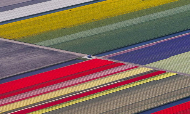 Campos-de-tulipanes-Holanda