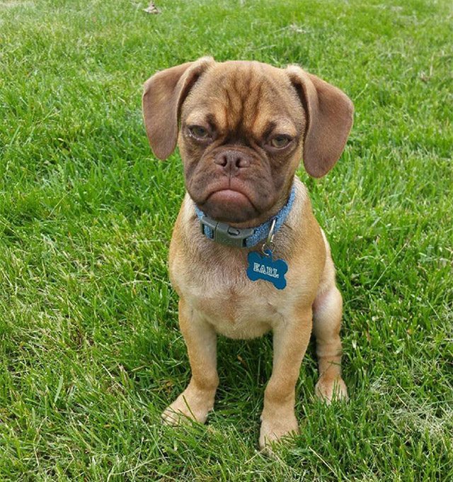 Earl-Grumpy-Puppy-Meme-2