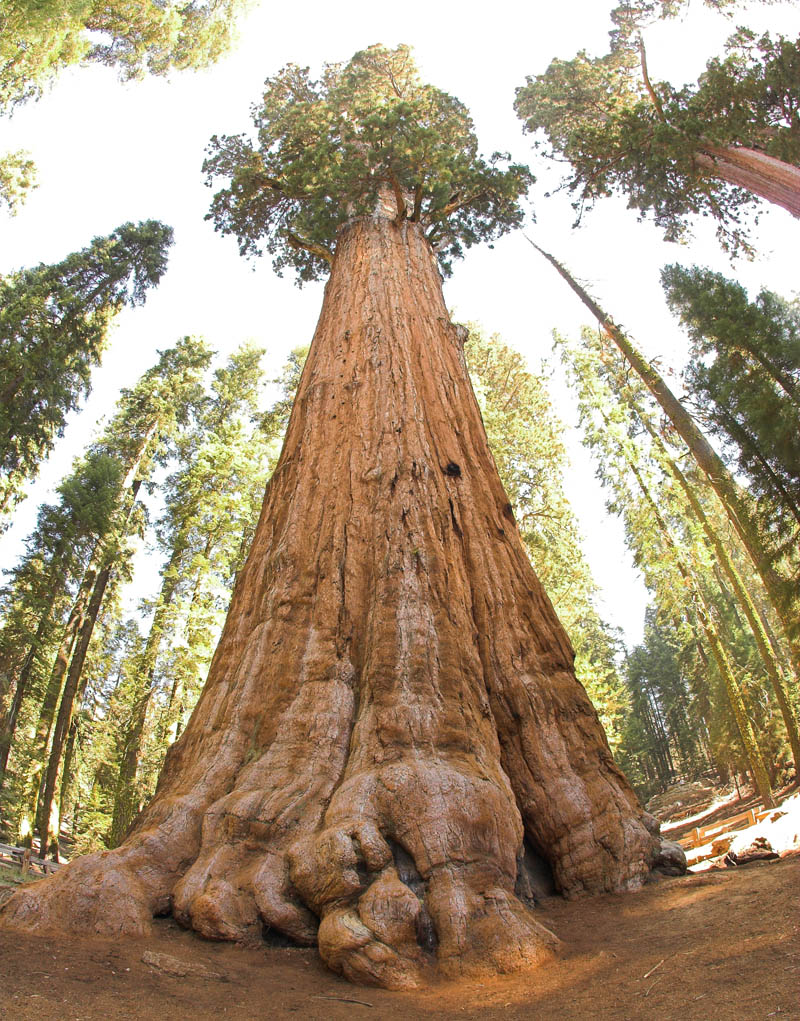 Y con ustedes... el árbol más grande del mundo - Sopitas.com