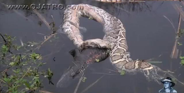 El momento en el que una serpiente se devora a un cocodrilo ¿Parte 2? -  