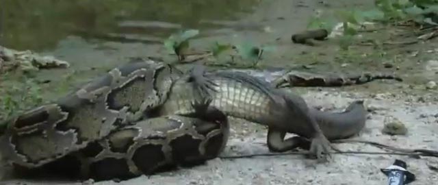Video: El momento en el que una serpiente se devora a un cocodrilo -  