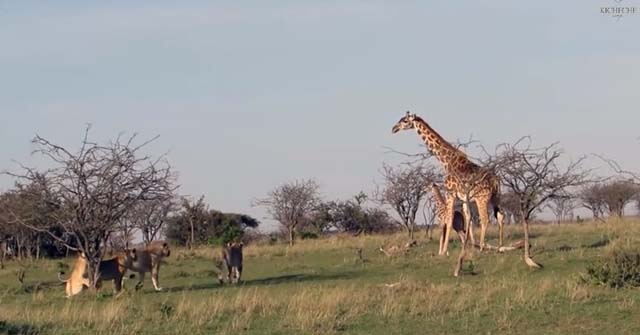 Video: Así defiende una jirafa a su cría de los leones 