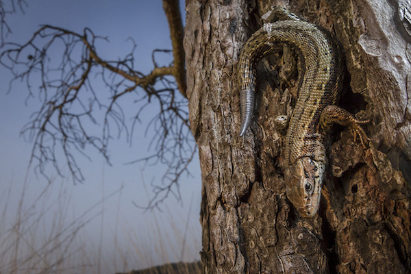 "Common Lizard" de William Harvey. Categoría: retratos animales. 