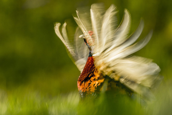 "Pheasant Display" de Kris Worsley. Categoría: comportamiento animal. 