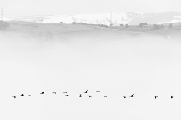 "Pink-footed Geese in Mist" de Terry Whittaker. Categoría: naturaleza británica en blanco y negro. 