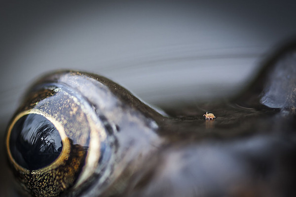 "Mite Walking in Frog Valley" de Chris Speller. Categoría: cerca de la naturaleza. 