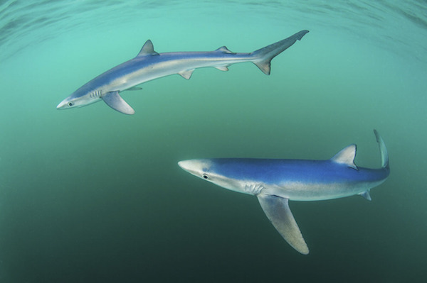 "Beautiful Blues" de Paul Colley. Categoría: costa y animales marinos. 