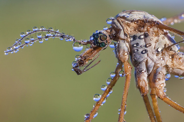 "Dew-covered Crane Fly" de Alex Hyde. Categoría: animales británicos escondidos. 