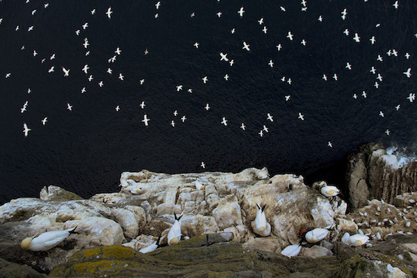 "On the Edge" de Barrie Williams. Categoría: habitat y máximo ganador de los BWPAs 2015. 