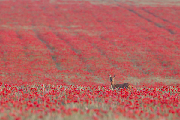 "Roe Deer in four Seasons (Summer)" de Kevin Sawford. Categoría: estaciones británicas. 