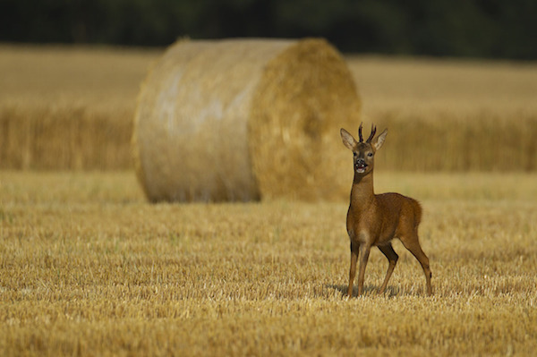 "Roe Deer in four Seasons (Autumn)" de Kevin Sawford. Categoría: estaciones británicas. 