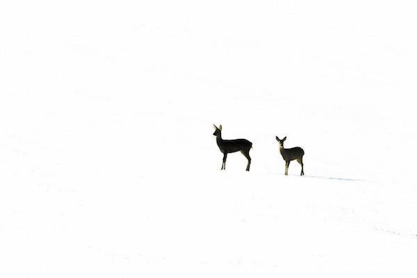 "Roe Deer in four Seasons (Winter)" de Kevin Sawford. Categoría: estaciones británicas. 