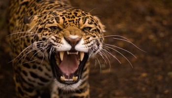 El momento en que un jaguar caza a un cocodrilo y la liberación de un  conejo que acaba mal 