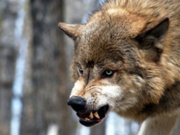 Les enseñamos 6 pasos para sobrevivir un ataque por lobos probados por un  experto 