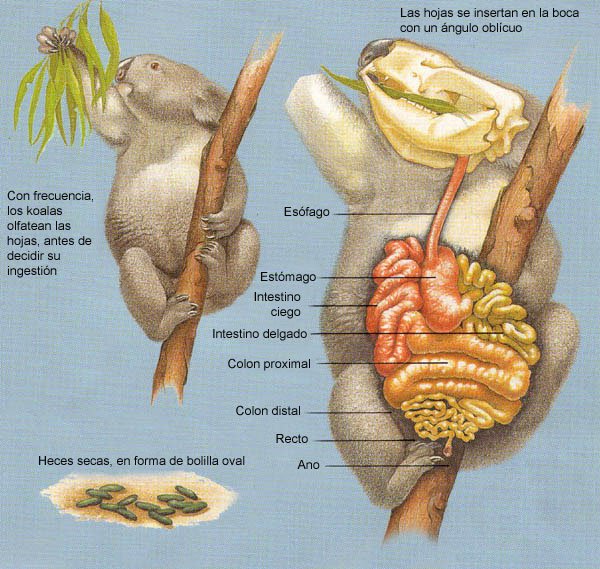 koala tracto digestivo