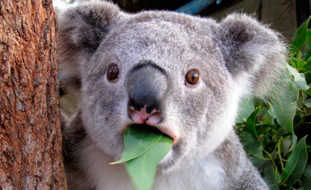 koala3