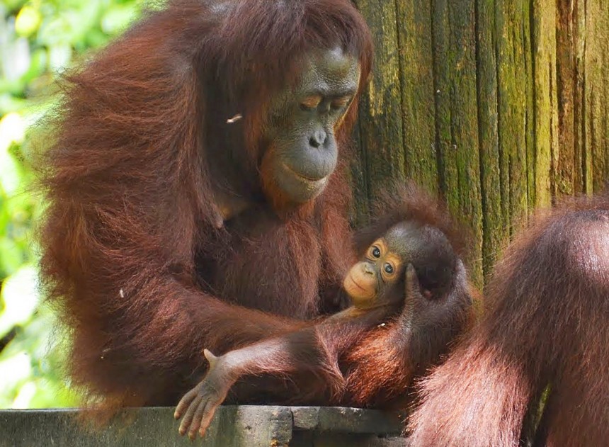 mom stops to cradle her babe......