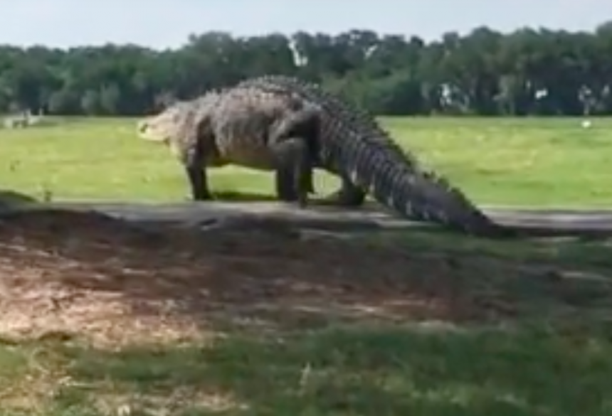 Ahí les va otro video el épico cocodrilo gigante! 
