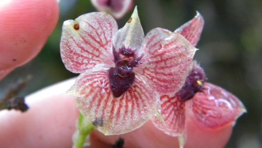 Con ustedes, la orquídea con cara diabólica 