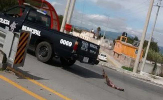 perro policia hidalgo