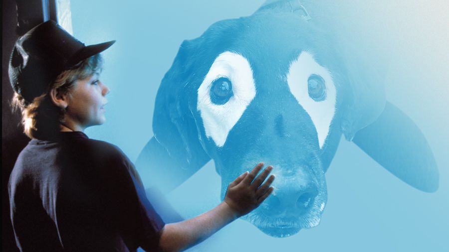 perro-labrador-photoshop11