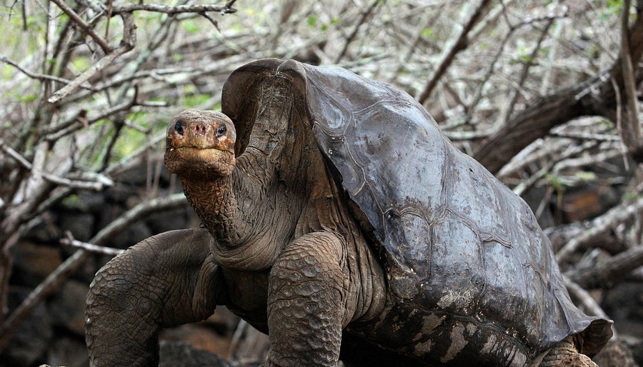 galapagos-tortuga-la-espanola