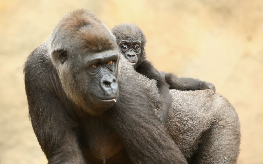 Grandes primates en peligro de extinción