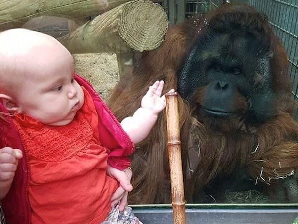 Un orangután conoció a la bebé que beso cuando estaba en el vientre de su madre