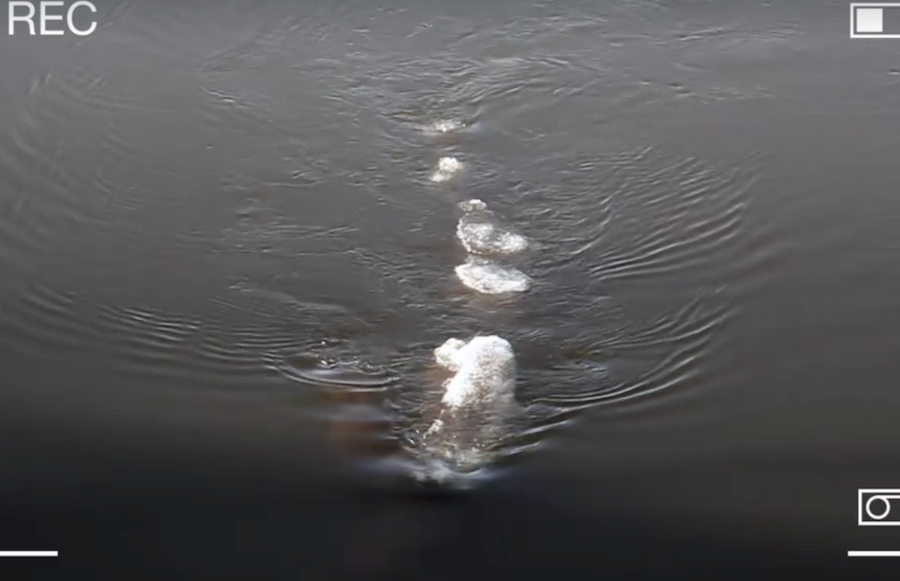 Video viral - ¿Nessie de Alaska?