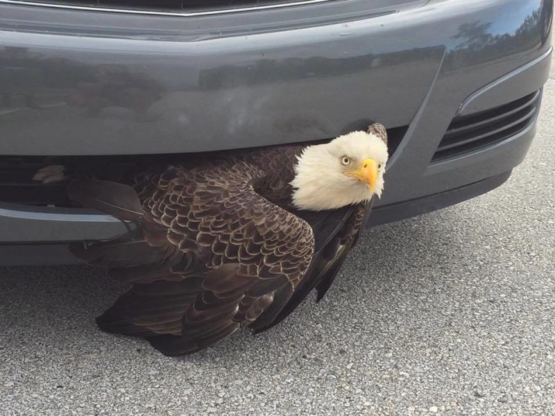 Águila Calva Atrapado