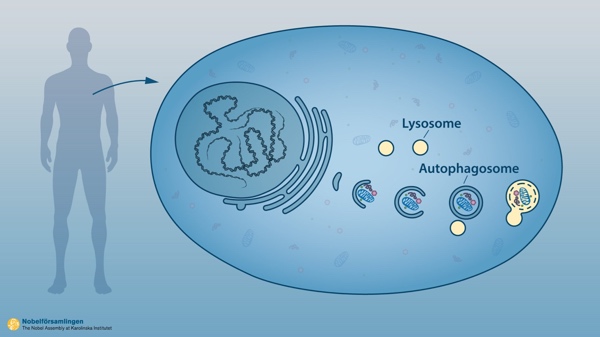 Autofagia Lisosoma
