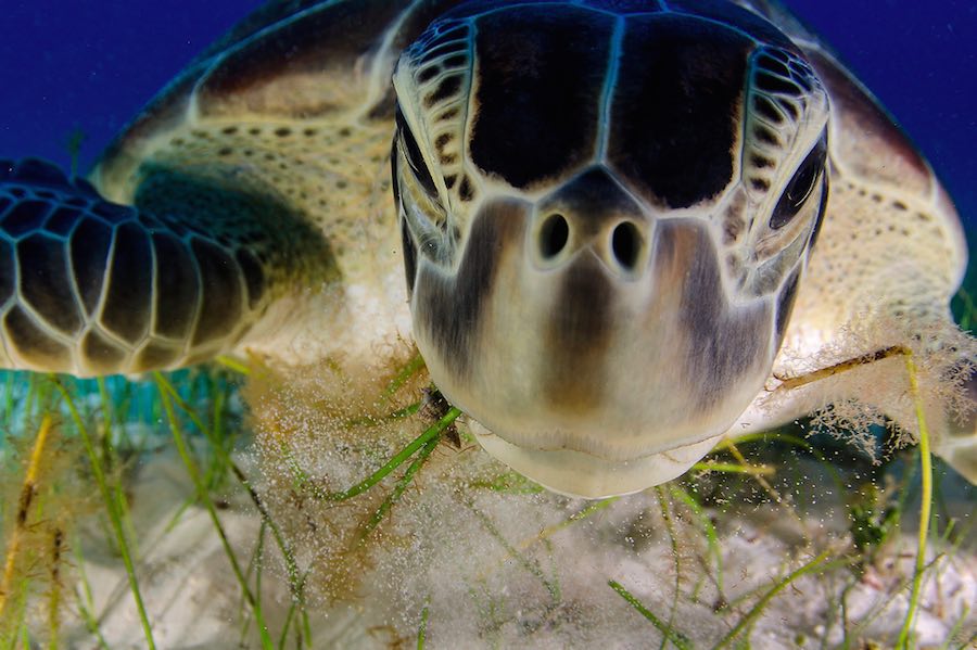 Fotografía ganadora del premio al Mejor Fotógrafo Silvestre