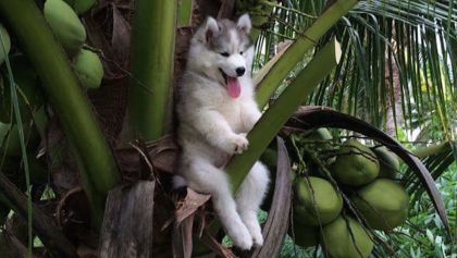 El cachorro de Husky atorado en un árbol