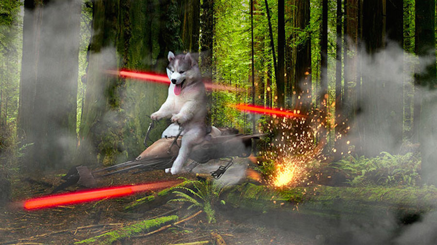 Perrito - Star Wars