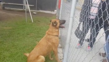 Zuzu, la perrita que fue rechazada