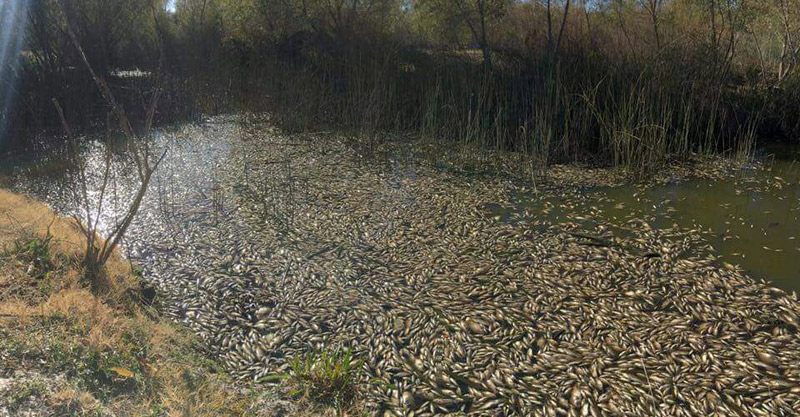 Peces muertos rio durango