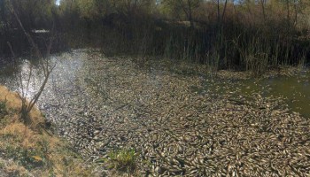 Peces muertos rio durango