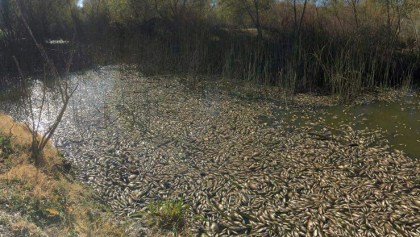 Peces muertos rio durango