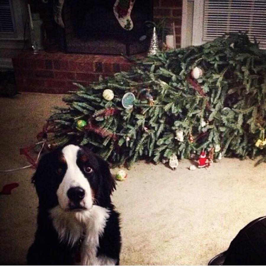 Árbol maltratado por un perrito