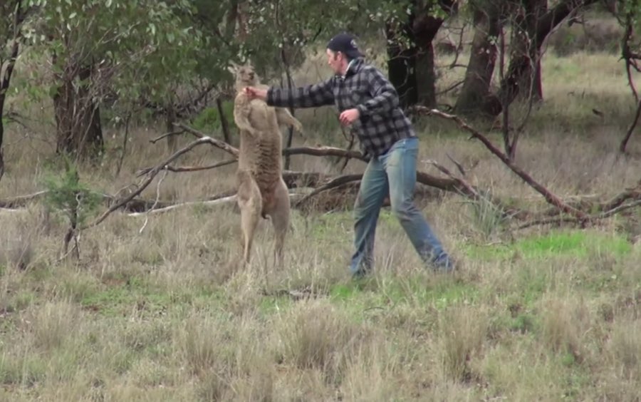 El tipo que le pegó a un canguro