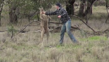 El tipo que le pegó a un canguro