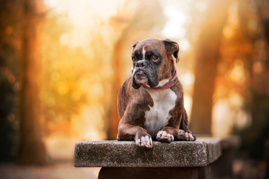 Un perrito coqueto