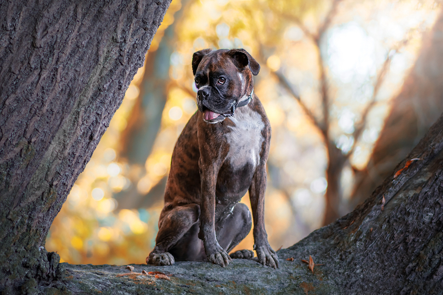 Un perrito carismático