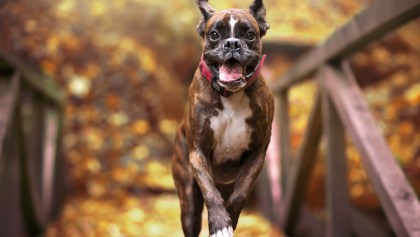 Un perrito feliz