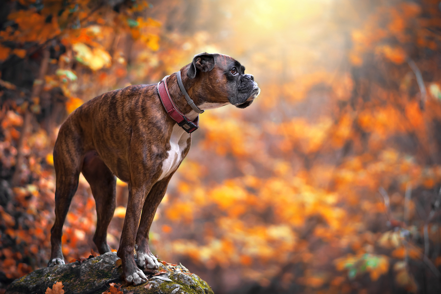 Un perrito pensante