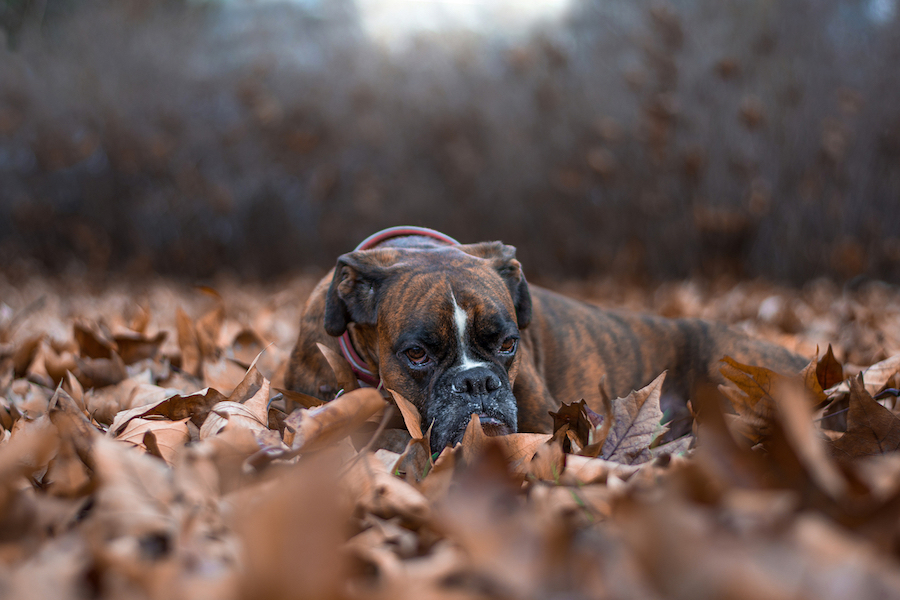 Un perrito triste