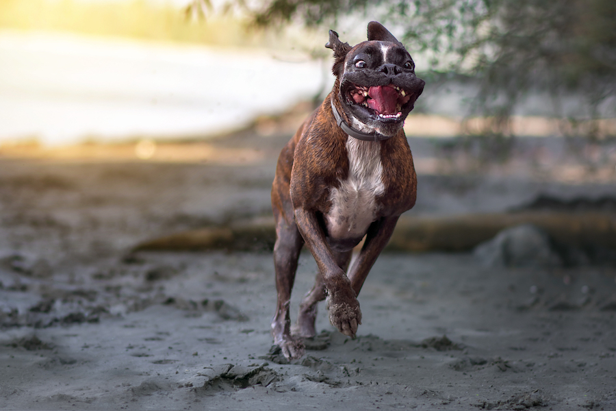 Un perrito YOLO