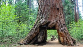 Arbol Pionero