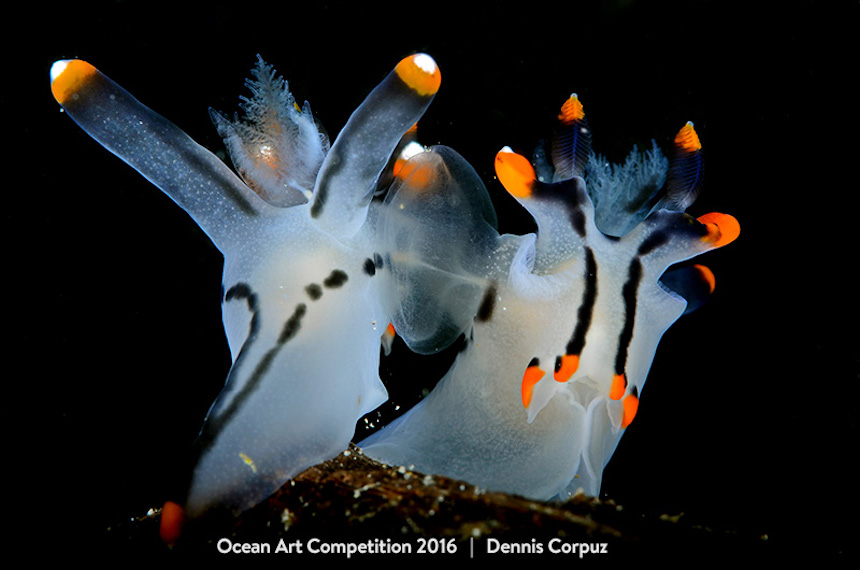 Dos bellos Nudibranquios